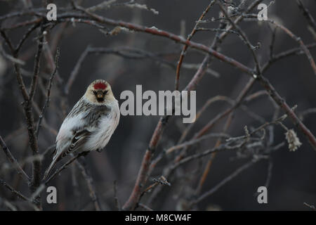 Witstuitbarmsijs op een takje, Arctic Redpoll appollaiato su un ramoscello Foto Stock