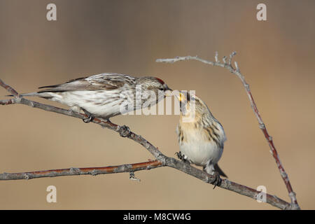 Witstuitbarmsijs op een takje, Arctic Redpoll appollaiato su un ramoscello Foto Stock