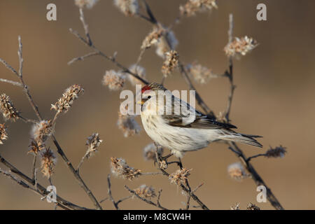 Witstuitbarmsijs op een takje, Arctic Redpoll appollaiato su un ramoscello Foto Stock