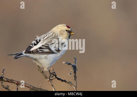 Witstuitbarmsijs op een takje, Arctic Redpoll appollaiato su un ramoscello Foto Stock