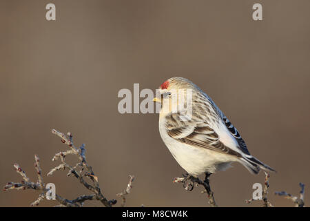 Witstuitbarmsijs op een takje, Arctic Redpoll appollaiato su un ramoscello Foto Stock