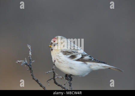 Witstuitbarmsijs op een takje, Arctic Redpoll appollaiato su un ramoscello Foto Stock