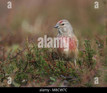 In Kneu zit; Comune Linnet appollaiato Foto Stock