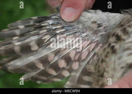 Piccolo gufo chick misurati e pesati dal ricercatore; Steenuil kuiken gemeten en gewogen onderzoeker porta Foto Stock