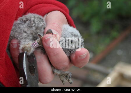 Piccolo gufo chick misurati e pesati dal ricercatore; Steenuil kuiken gemeten en gewogen onderzoeker porta Foto Stock