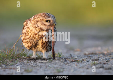 Steenuil een worm etend; Piccolo gufo di mangiare un worm Foto Stock