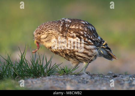 Steenuil een worm etend; Piccolo gufo di mangiare un worm Foto Stock