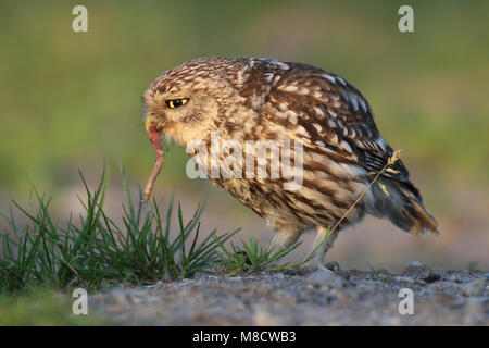 Steenuil een worm etend; Piccolo gufo di mangiare un worm Foto Stock