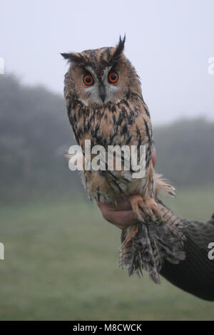 Gufo comune tenuto in mano; Ransuil in de mano Foto Stock