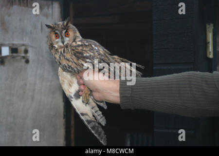 Gufo comune tenuto in mano; Ransuil in de mano Foto Stock