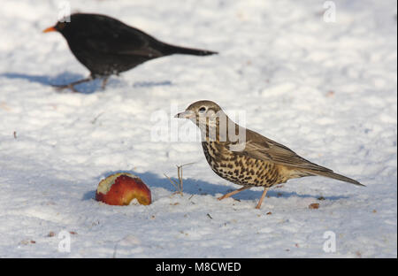 Grote Lijster staand op de grond foeragerend in de sneeuw, tordo Mistle appollaiato sul terreno rovistando nella neve Foto Stock