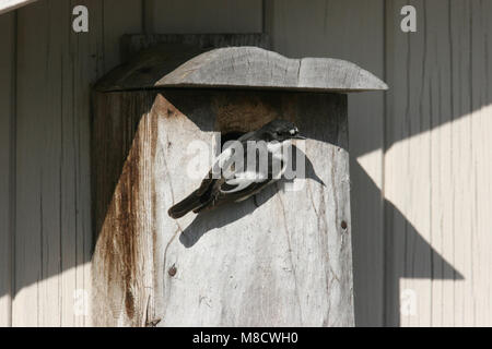 Unione Pied Flycatcher maschio adulto a scatola di allevamento; Bonte Vliegenvanger volwassen man bij nestkast Foto Stock