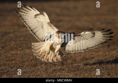 Roodstaartbuizerd landend op de grond; Red-tailed Hawk sbarco sulla terra Foto Stock