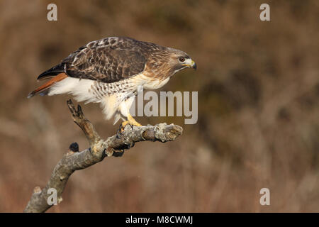 Roodstaartbuizerd zittend op tak; Red-tailed Hawk appollaiato sul ramo Foto Stock