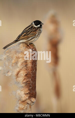 Rietgors zittend op Lisdodde; Comune Reed Bunting appollaiato su Cat's-coda Foto Stock