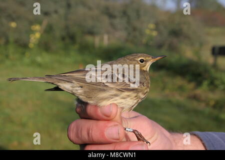 In Overpieper de mano; Eurasian Rock Pipit catturato e inanellato Foto Stock