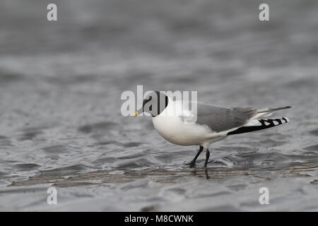 Vorkstaartmeeuw adulto in acqua; Sabini Gabbiano adulto appollaiato in acqua Foto Stock