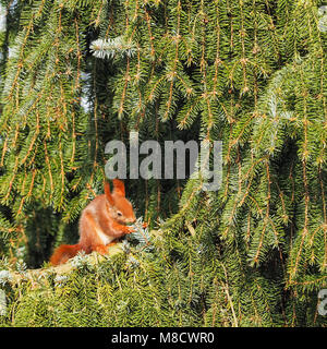 Scoiattolo rosso Sciurus vulgaris, siede in una conifera mangiare Foto Stock