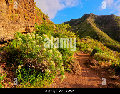 Barranco La Goleta, gorge, sentiero da Cruz del Carmen a Bajamar, Anaga Parco Rurale,l'isola di Tenerife, Isole Canarie, Spagna Foto Stock