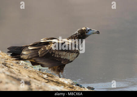 Drinkende juveniele Aasgier; capretti Capovaccaio bere Foto Stock