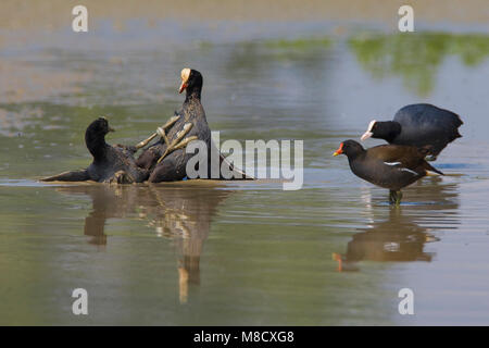 Meerkoet twee vechtend in acqua; Eurasian Coot due combattono insieme in acqua Foto Stock