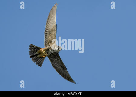Eurasian Hobby battenti; Boomvalk vliegend Foto Stock