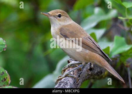 Kleine Karekiet; Reed eurasiatica trillo Foto Stock