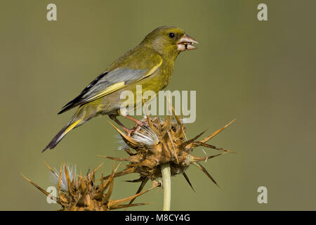 Mannetje Foeragerend Groenling; rovistando maschio Verdone europeo Foto Stock