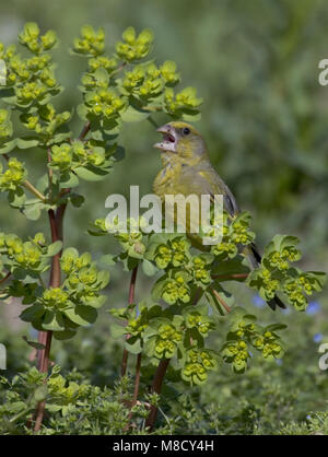 Mannetje Foeragerend Groenling; rovistando maschio Verdone europeo Foto Stock