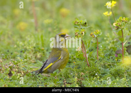 Mannetje Foeragerend Groenling; rovistando maschio Verdone europeo Foto Stock