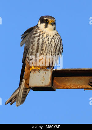 Boomvalk zittend op elektrisiteitsmast, Eurasian Hobby appollaiato sul montante di elettricità Foto Stock