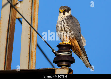 Boomvalk zittend op elektrisiteitsmast, Eurasian Hobby appollaiato sul montante di elettricità Foto Stock