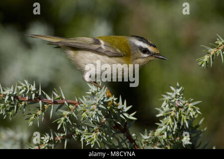 Firecrest appollaiato su un ramo; Vuurgoudhaan zittend op een tak Foto Stock