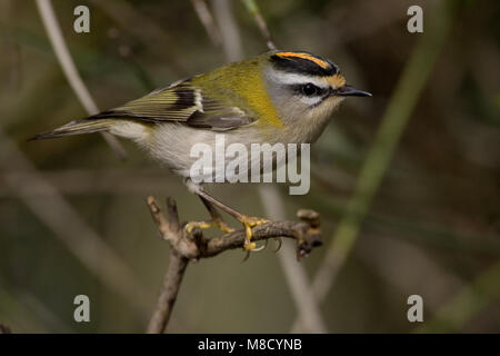 Firecrest appollaiato su un ramo; Vuurgoudhaan zittend op een tak Foto Stock