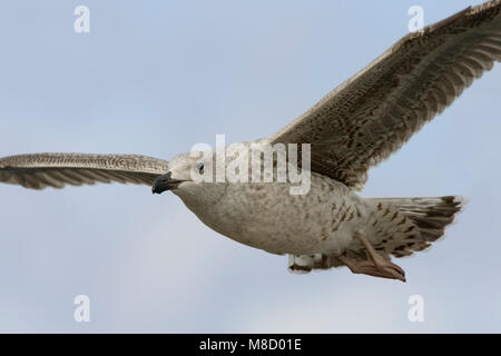 Grote Mantelmeeuw onvolwassen in vlucht; maggiore nero-backed Gull immaturo in volo Foto Stock