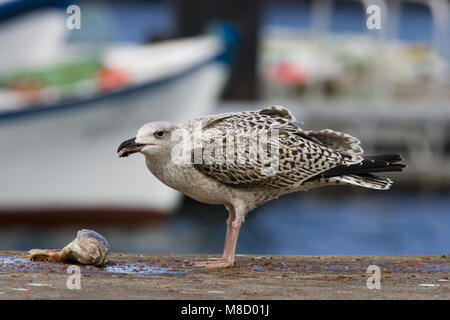 Jonge Grote Mantelmeeuw fouragerend in paradiso; giovani grande nero-backed Gull rovistando nel porto Foto Stock