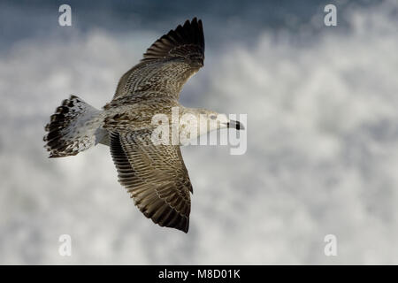 Onvolwassen Grote Mantelmeeuw, in vlucht; immaturo grande nero-backed Gull in volo Foto Stock