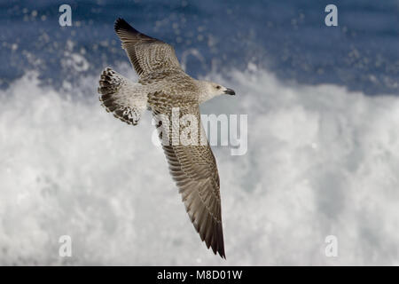 Onvolwassen Grote Mantelmeeuw, in vlucht; immaturo grande nero-backed Gull in volo Foto Stock