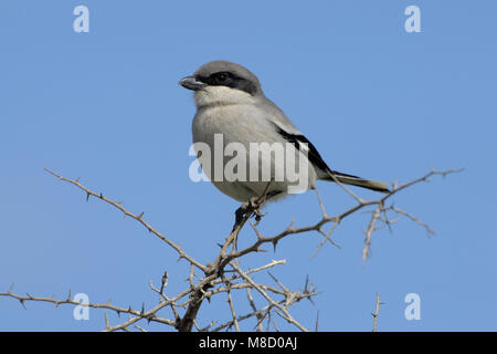 Zuidelijke Klapekster in takje; grigio meridionale Shrike arroccato su ramoscello Foto Stock