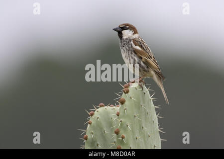 Passera sarda maschio arroccato su cactus Marocco, Spaanse Mus mannetje zittend op cactus Marokko Foto Stock