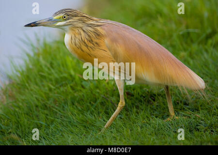 Foeragerende Ralreiger; rovistando Sgarza ciuffetto Foto Stock