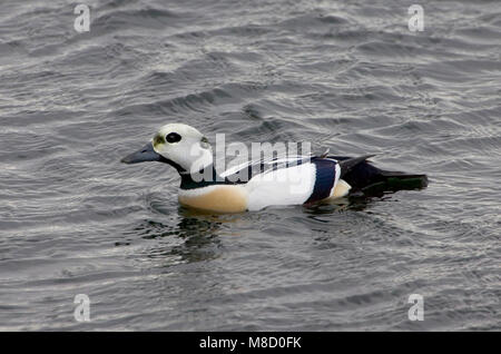 Stellers Eider, Steller's Eider, Polysticta stelleri Foto Stock