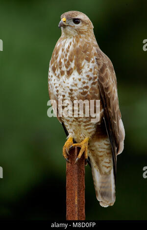 In Steppebuizerd zit; steppa Poiana appollaiata Foto Stock