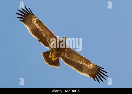 Juveniele Steppenarend in de vlucht; capretti steppa eagle in volo Foto Stock