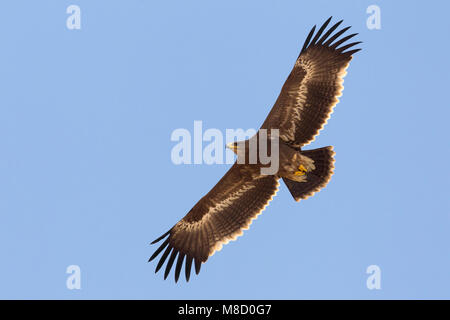 Juveniele Steppenarend in de vlucht; capretti steppa eagle in volo Foto Stock