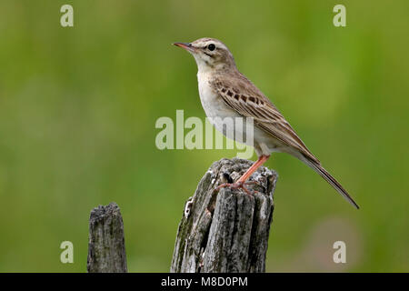 Duinpieper; Tawny Pipit; Anthus campestris Foto Stock