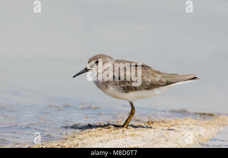 Adulte Temmincks Strandloper; adulti di Temminck stint Foto Stock