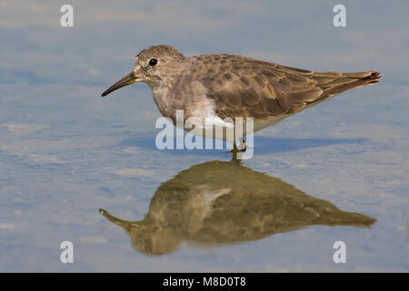 Adulte Temmincks Strandloper in winterkleed; adulti di Temminck Stint in piumaggio invernale Foto Stock