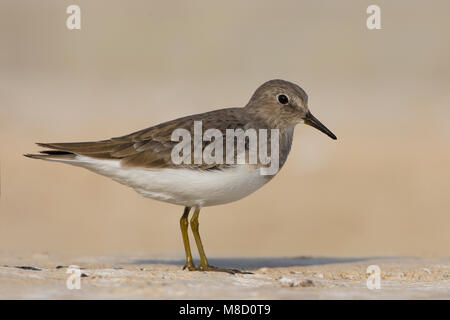 Adulte Temmincks Strandloper in winterkleed; adulti di Temminck Stint in piumaggio invernale Foto Stock