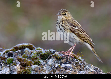 Volwassen Boompieper op de grond; albero adulto Pipit sul terreno Foto Stock